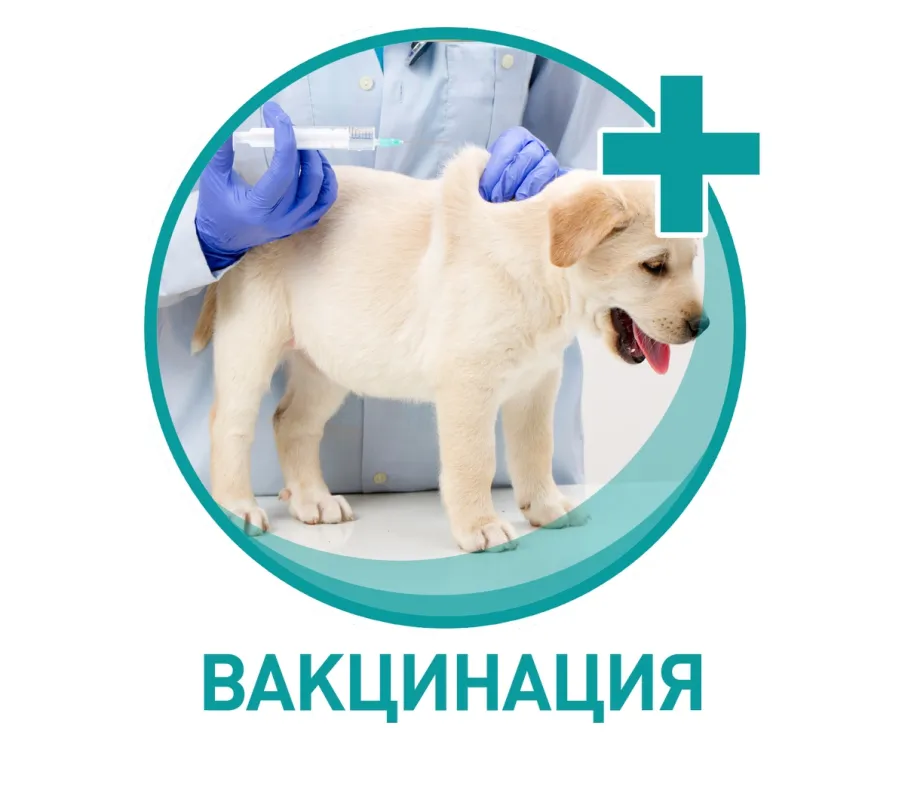 Вакцинация домашних животных